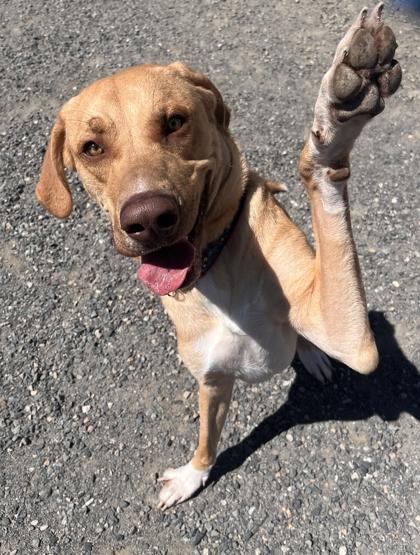 Ziggy, ADOPTABLE, Young Male Labrador Retriever.