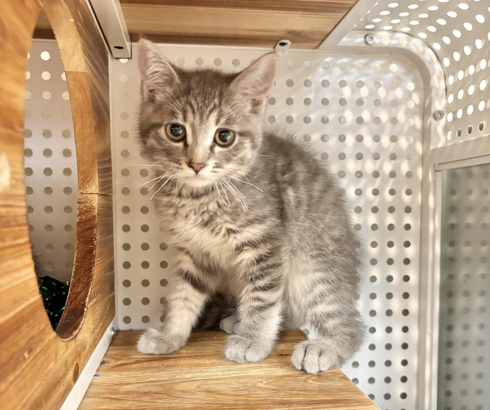 Enlarge Viserion, a Adopted Domestic Short Hair in Mission Viejo, CA image 1/1