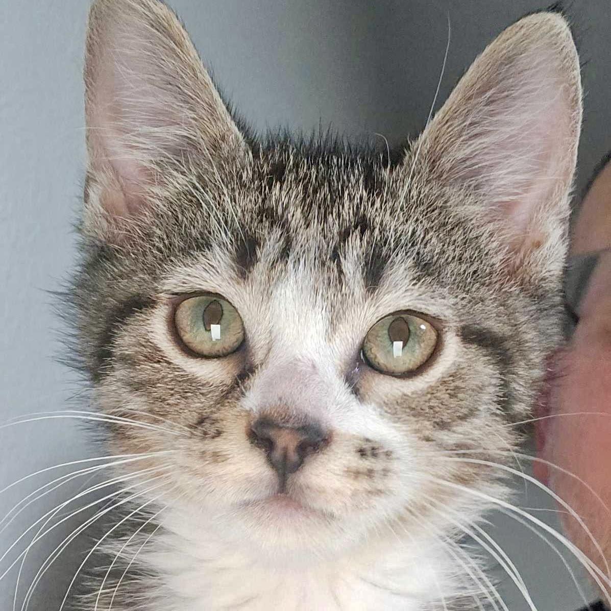 Average Apple, Adoptable, Kitten Male Domestic Short Hair.