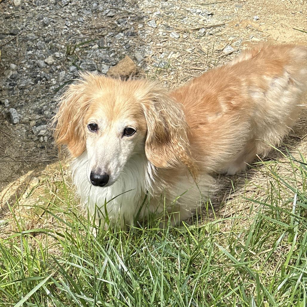 Enlarge Kash*, a Adoptable Dachshund (Miniature Long Haired) in Waynesville, NC image 2/4