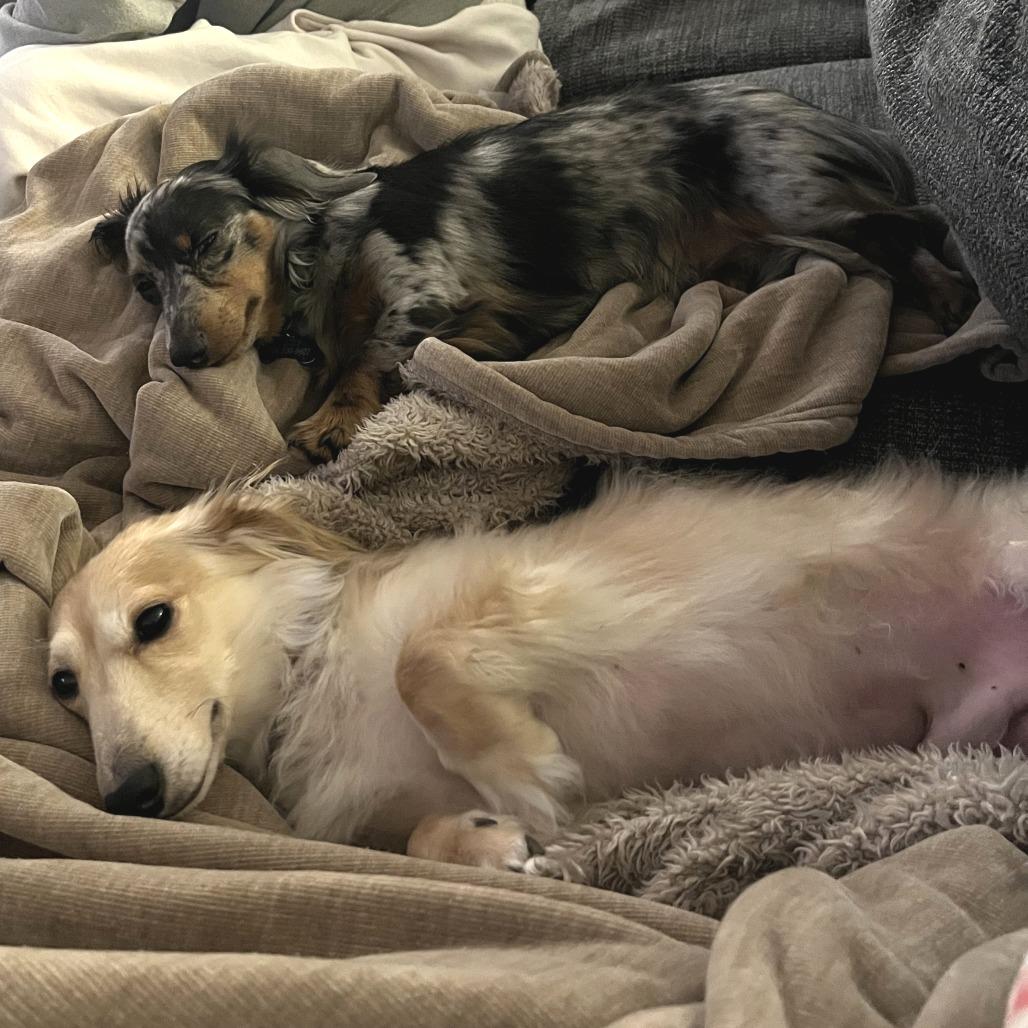 Enlarge Kash*, a Adoptable Dachshund (Miniature Long Haired) in Waynesville, NC image 3/4