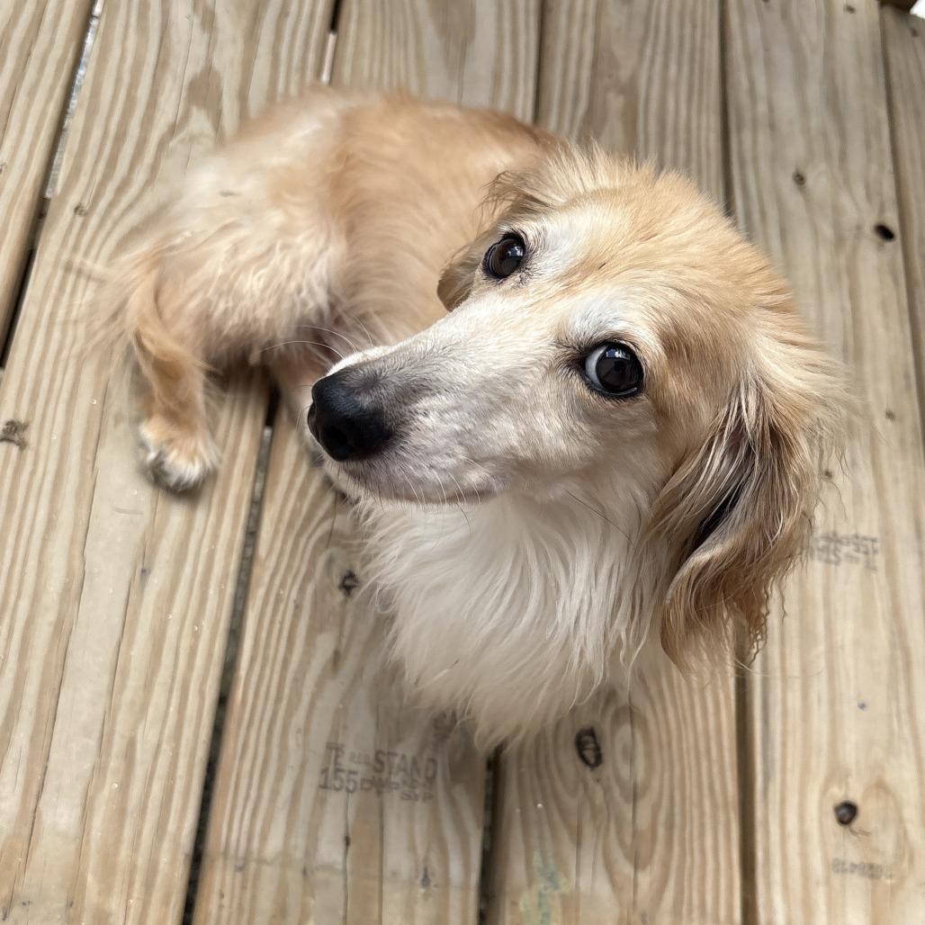 Enlarge Kash*, a Adoptable Dachshund (Miniature Long Haired) in Waynesville, NC image 4/4