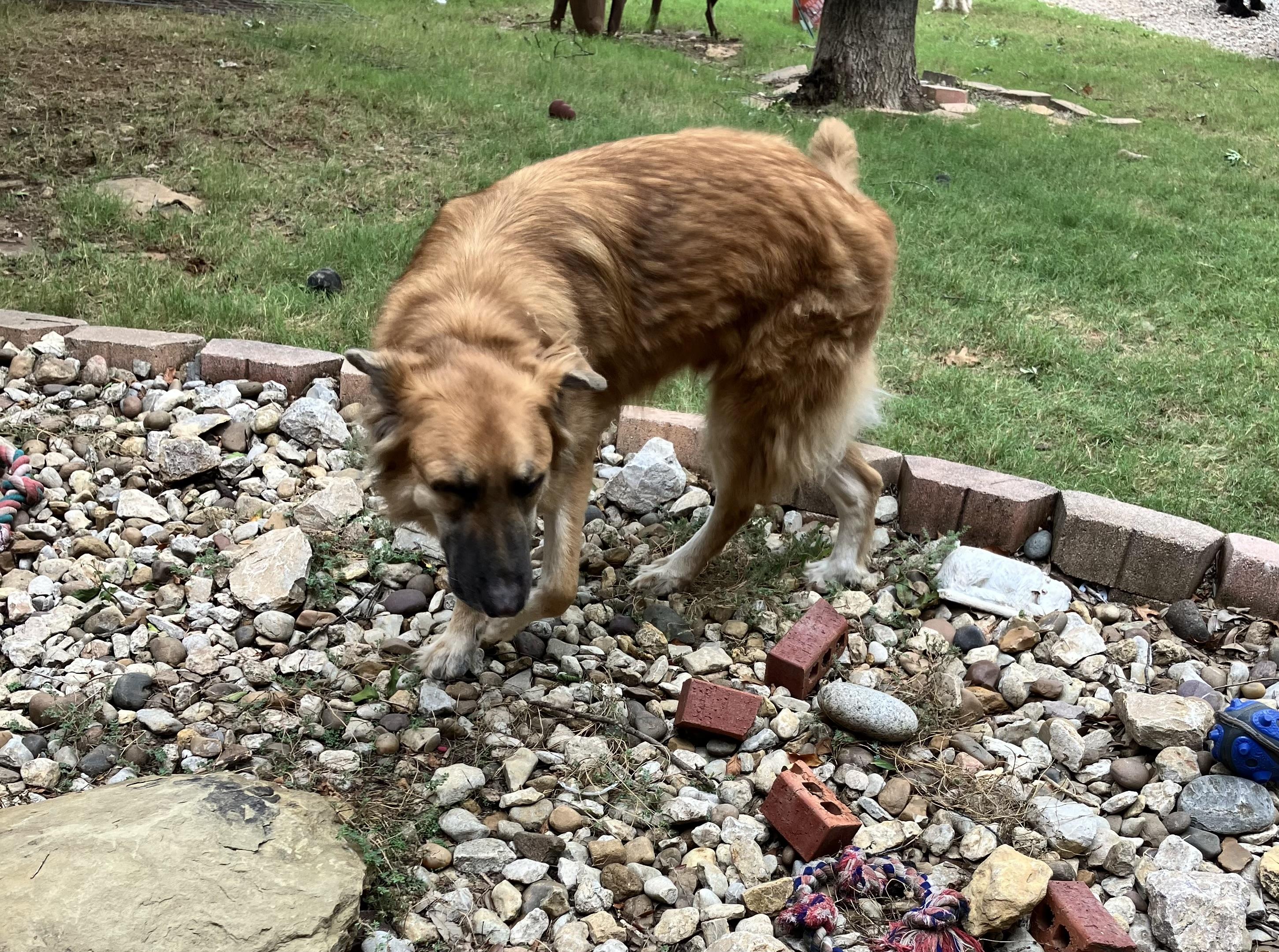 Enlarge Linus, a Adoptable mixed breed in McKinney, TX image 1/1