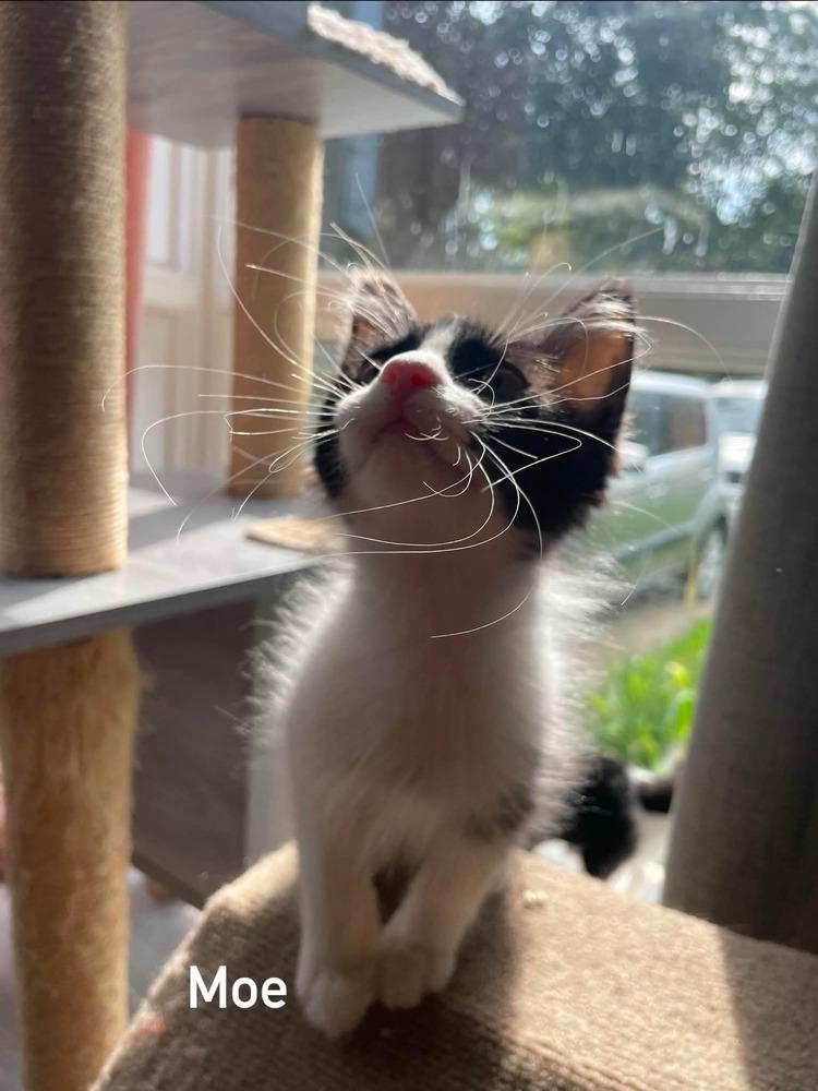 Moe, Adoptable, Kitten Male Domestic Medium Hair.