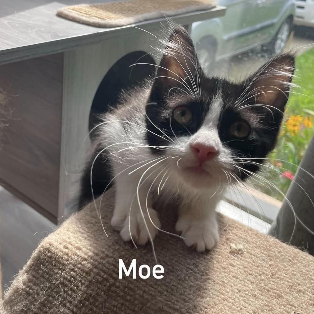 Enlarge Moe, a Adoptable Domestic Medium Hair in Chicago, IL image 2/6