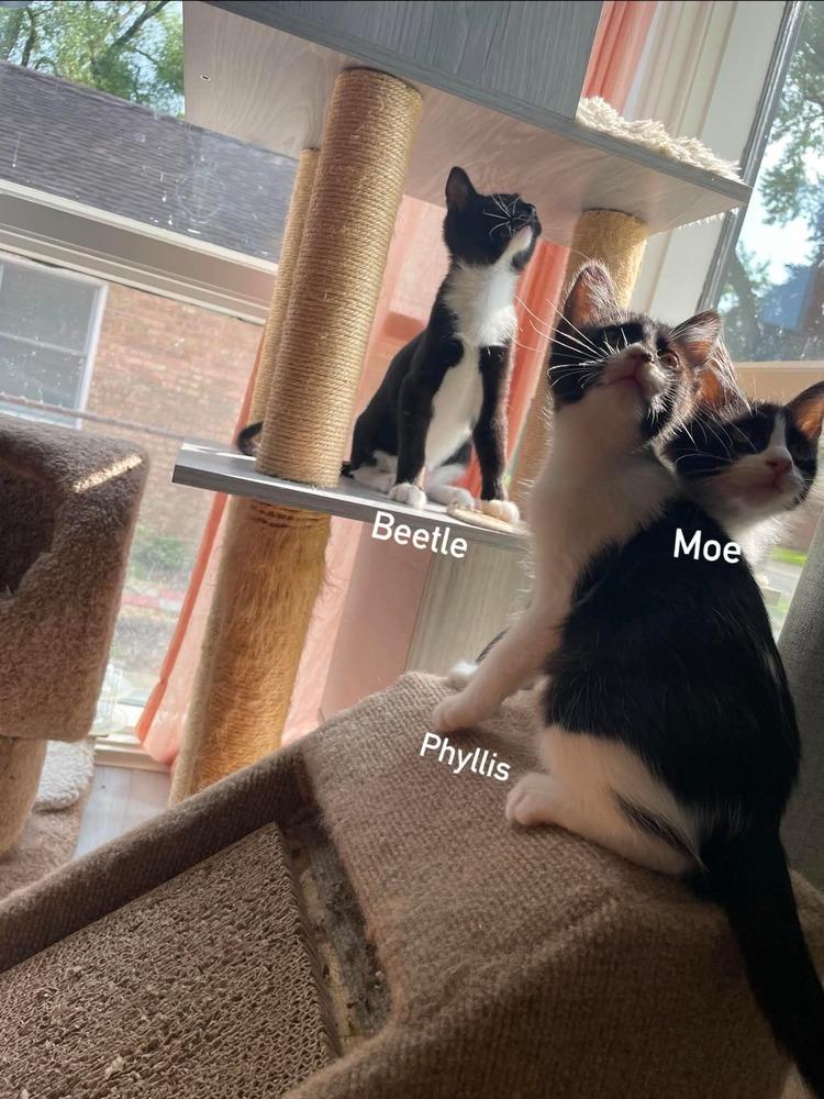 Enlarge Moe, a Adoptable Domestic Medium Hair in Chicago, IL image 3/6