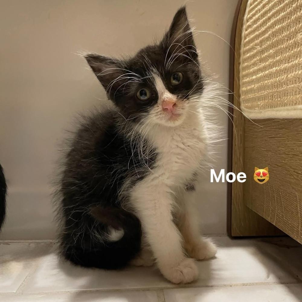 Enlarge Moe, a Adoptable Domestic Medium Hair in Chicago, IL image 4/6