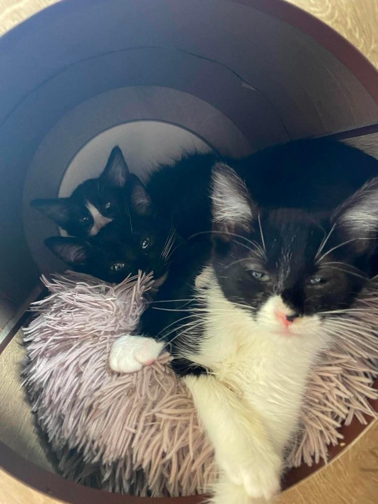 Enlarge Moe, a Adoptable Domestic Medium Hair in Chicago, IL image 5/6