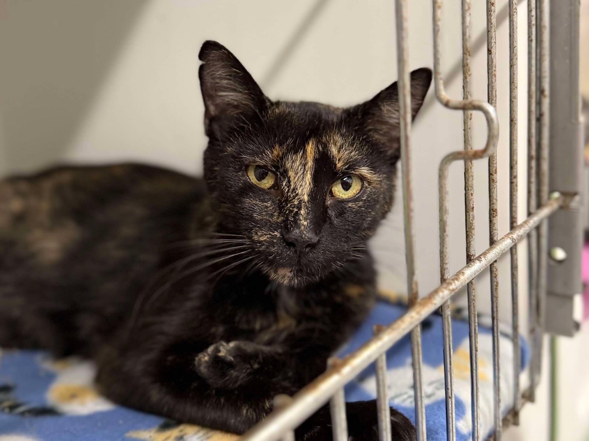 Enlarge Queen Bee, a Adoptable Domestic Short Hair in Leitchfield, KY image 5/5
