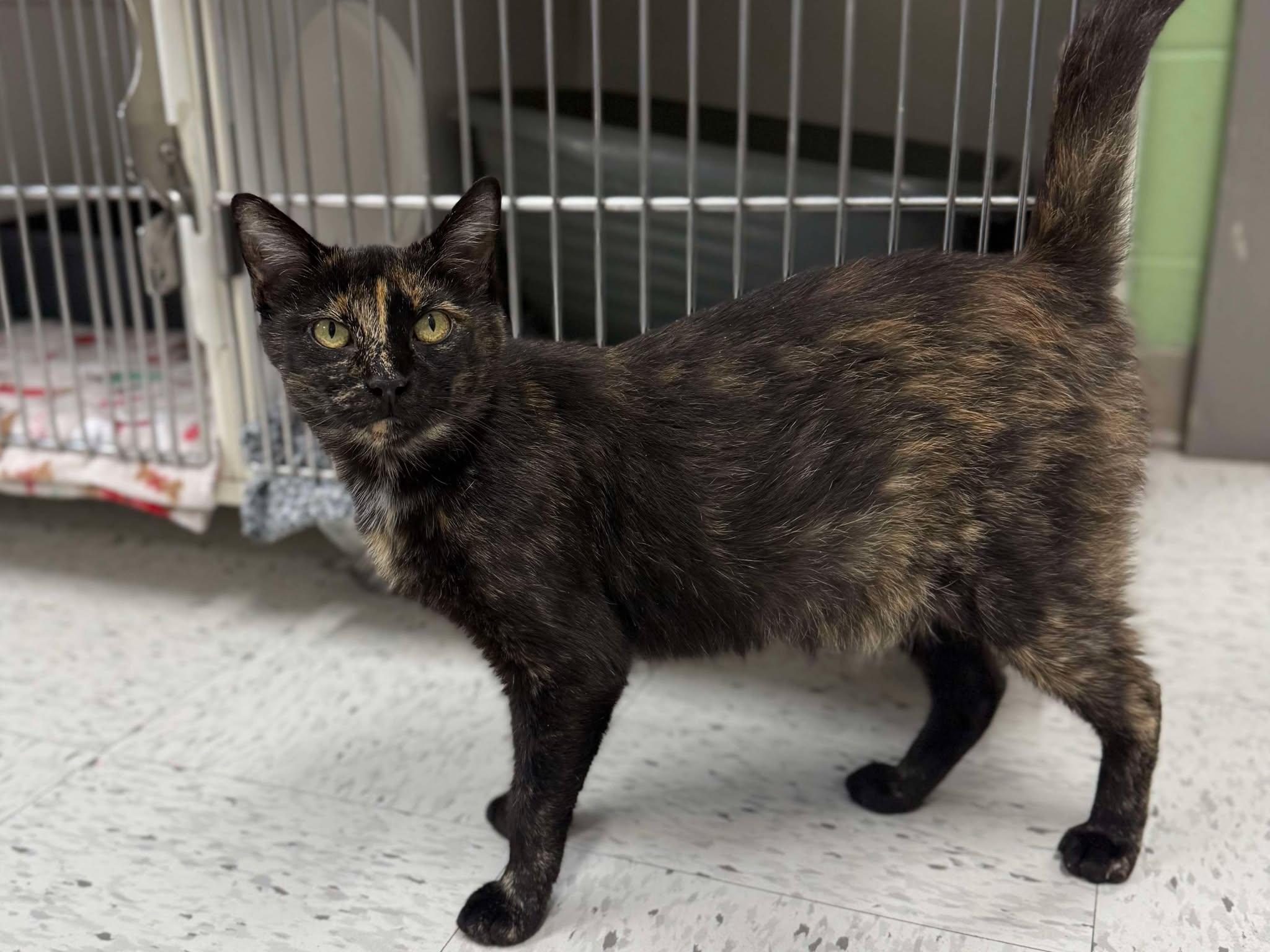 Enlarge Queen Bee, a Adoptable Domestic Short Hair in Leitchfield, KY image 4/5