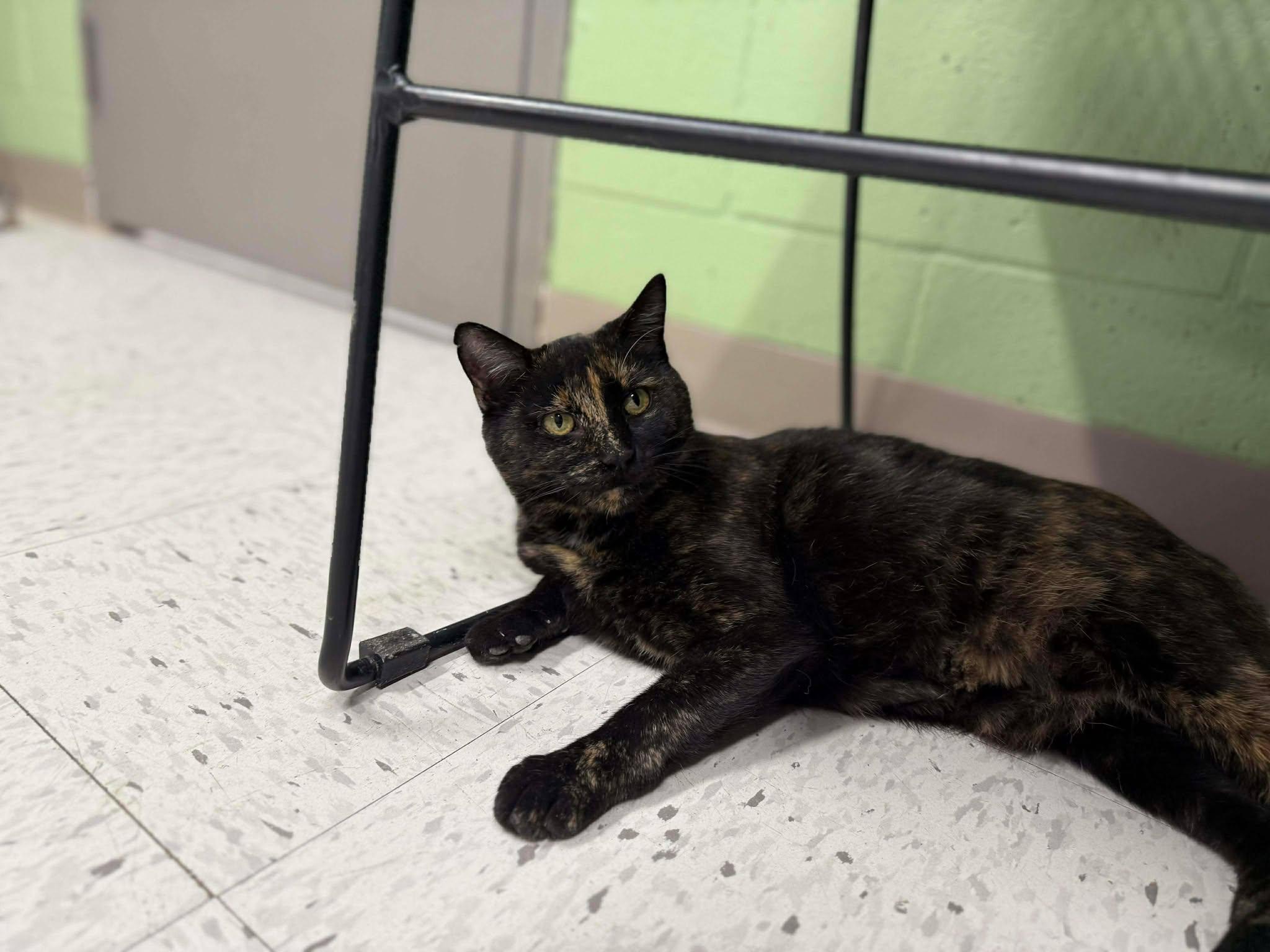 Queen Bee, Adoptable, Adult Female Domestic Short Hair.