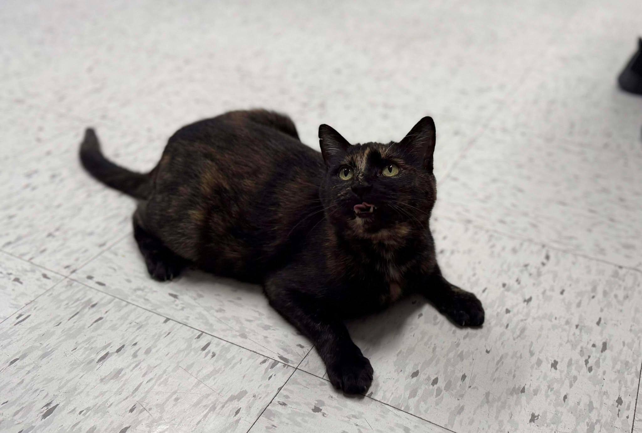 Enlarge Queen Bee, a Adoptable Domestic Short Hair in Leitchfield, KY image 2/5
