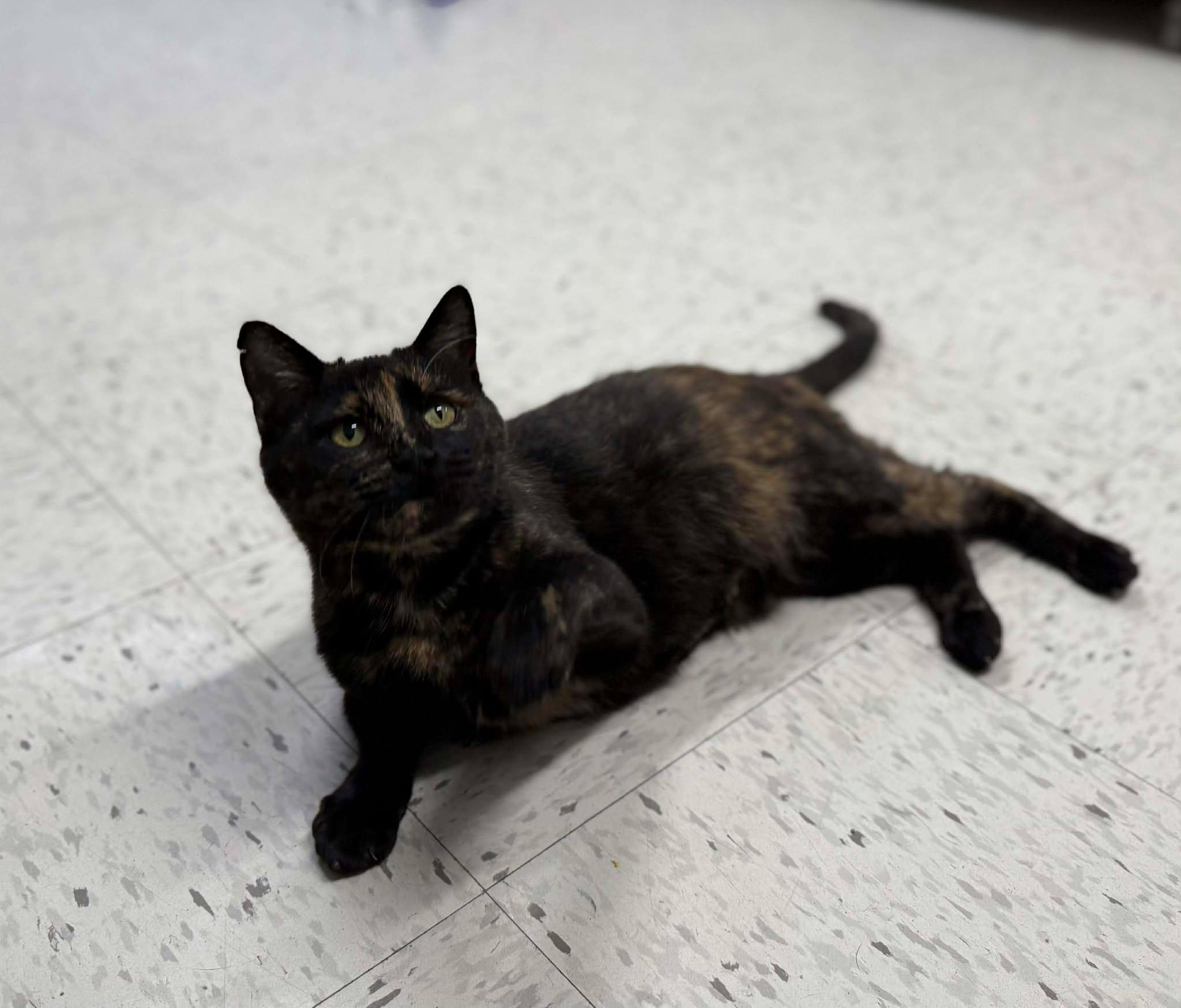 Enlarge Queen Bee, a Adoptable Domestic Short Hair in Leitchfield, KY image 3/5