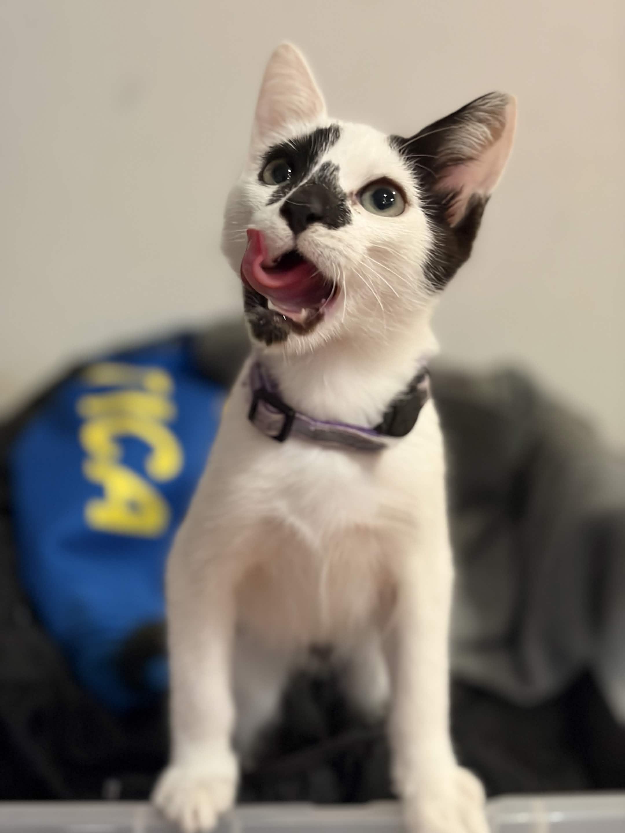 Enlarge Noodles, a Adopted Domestic Short Hair in Weehawken, NJ image 6/6