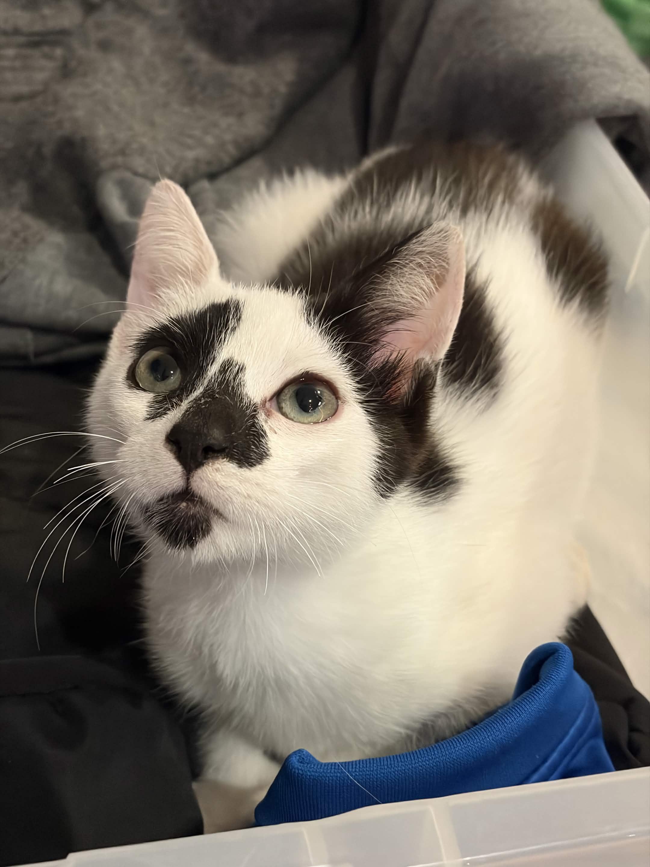 Enlarge Noodles, a Adopted Domestic Short Hair in Weehawken, NJ image 3/6