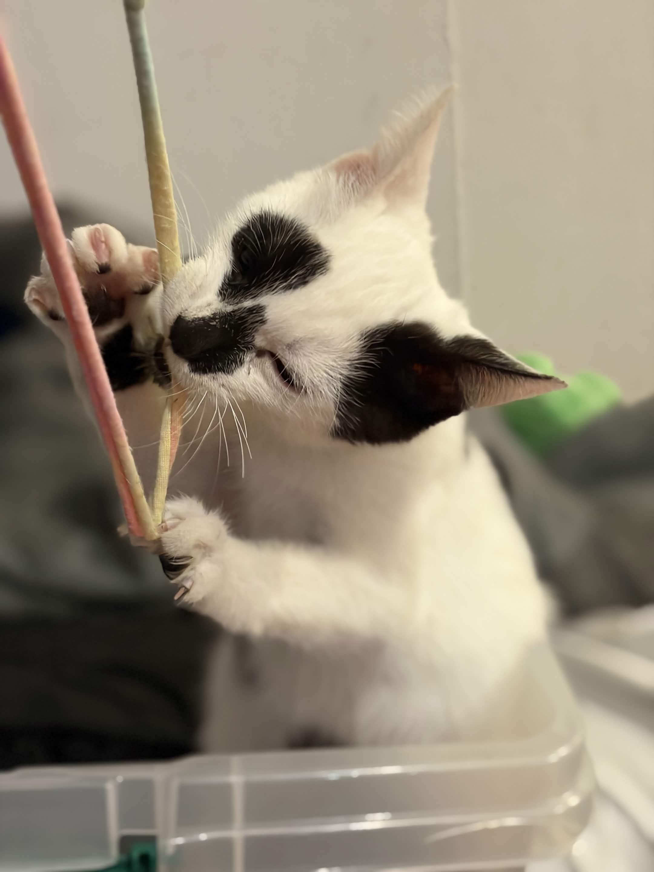 Enlarge Noodles, a Adopted Domestic Short Hair in Weehawken, NJ image 2/6