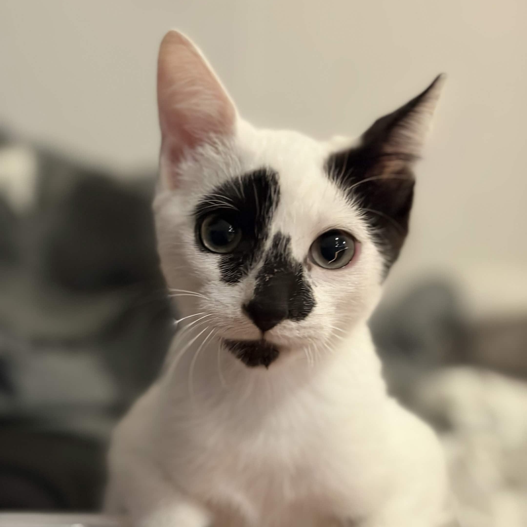 Noodles, Adopted, Kitten Male Domestic Short Hair.
