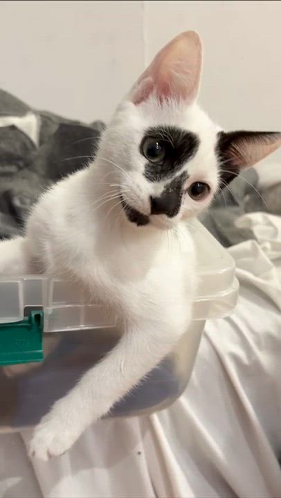 Enlarge Noodles, a Adopted Domestic Short Hair in Weehawken, NJ video 4/6