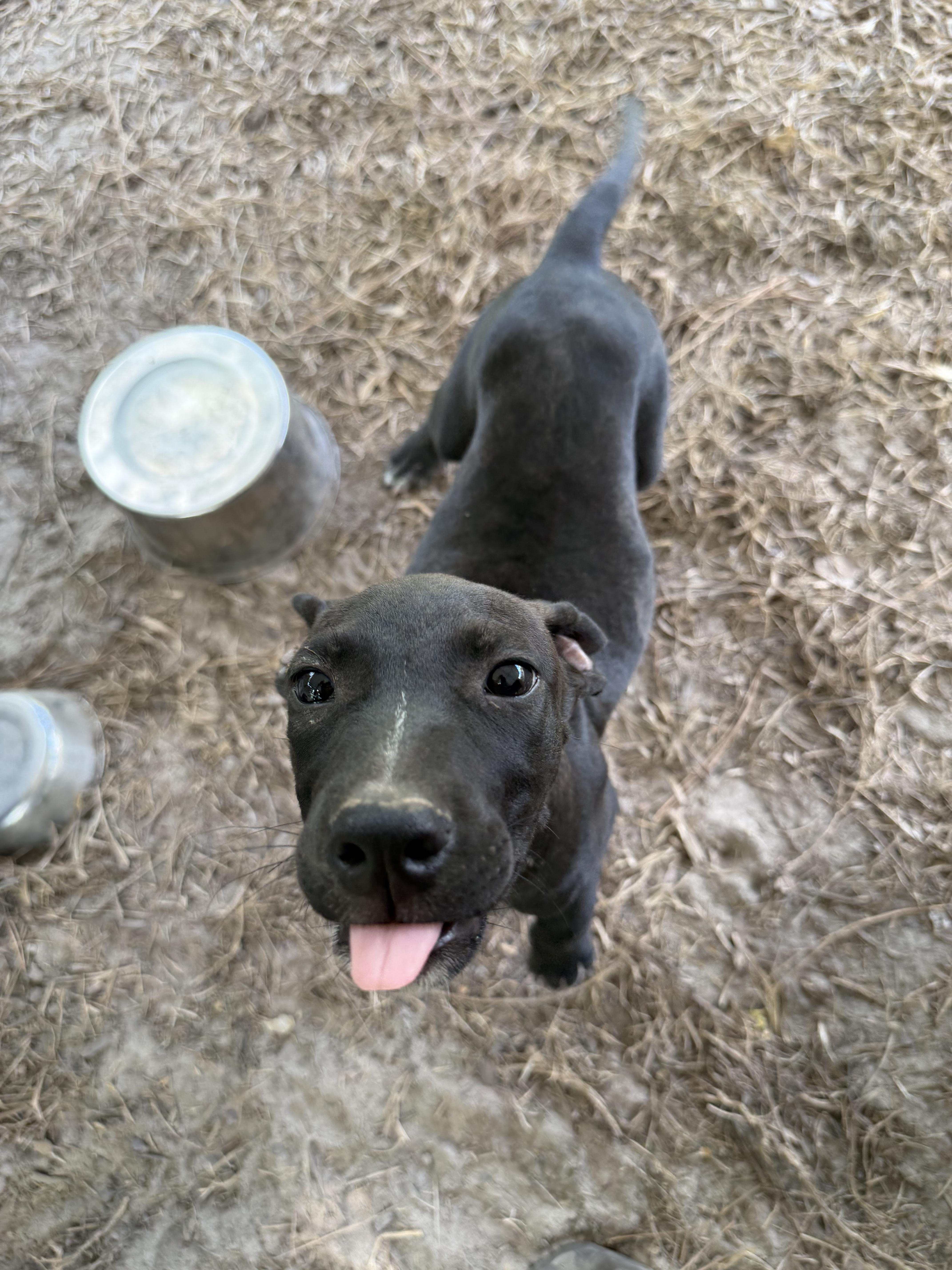 Enlarge Crawford, a Adoptable Labrador Retriever in Westport, CT image 1/2