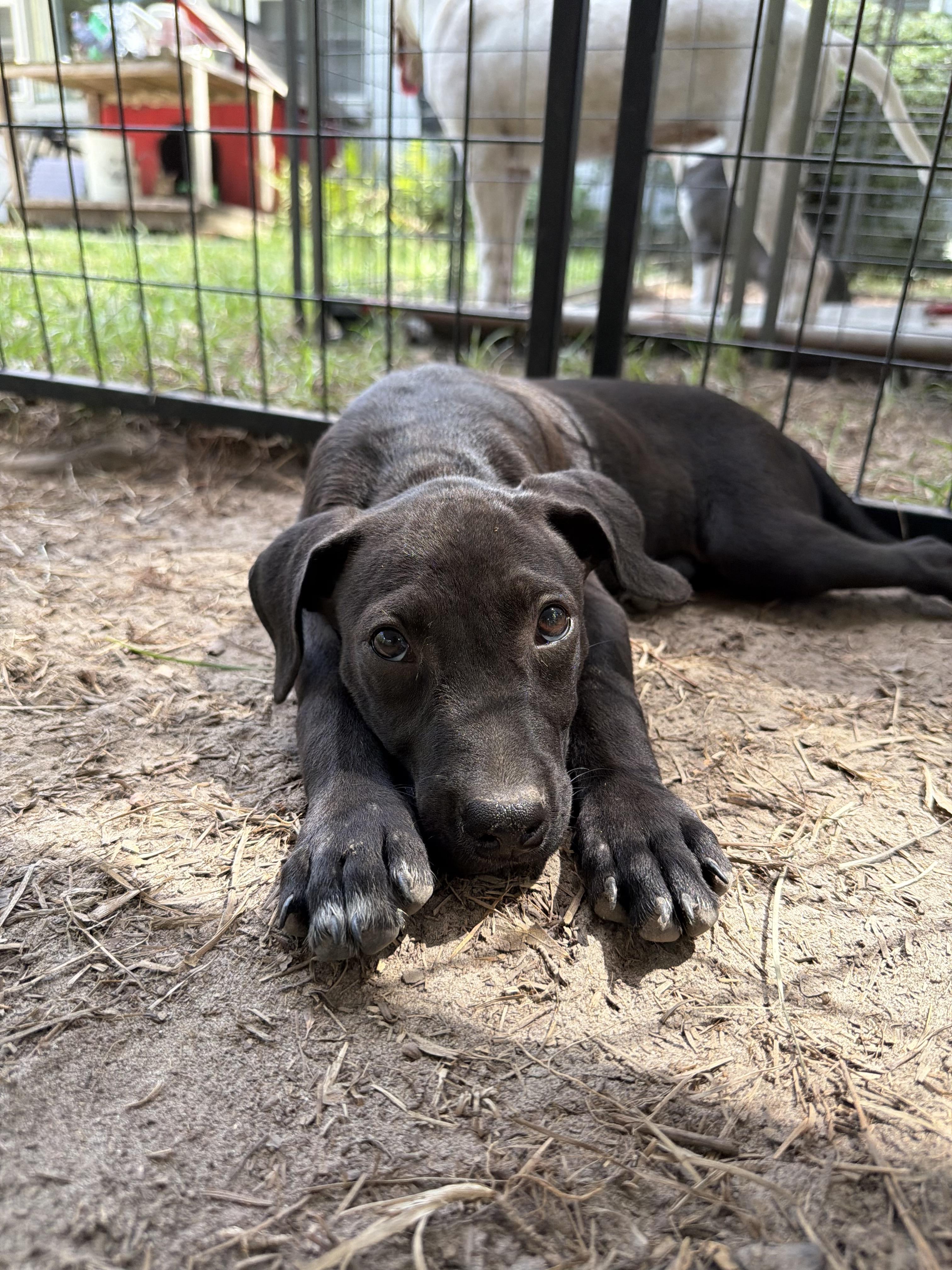 Enlarge Crawford, a Adoptable Labrador Retriever in Westport, CT image 2/2