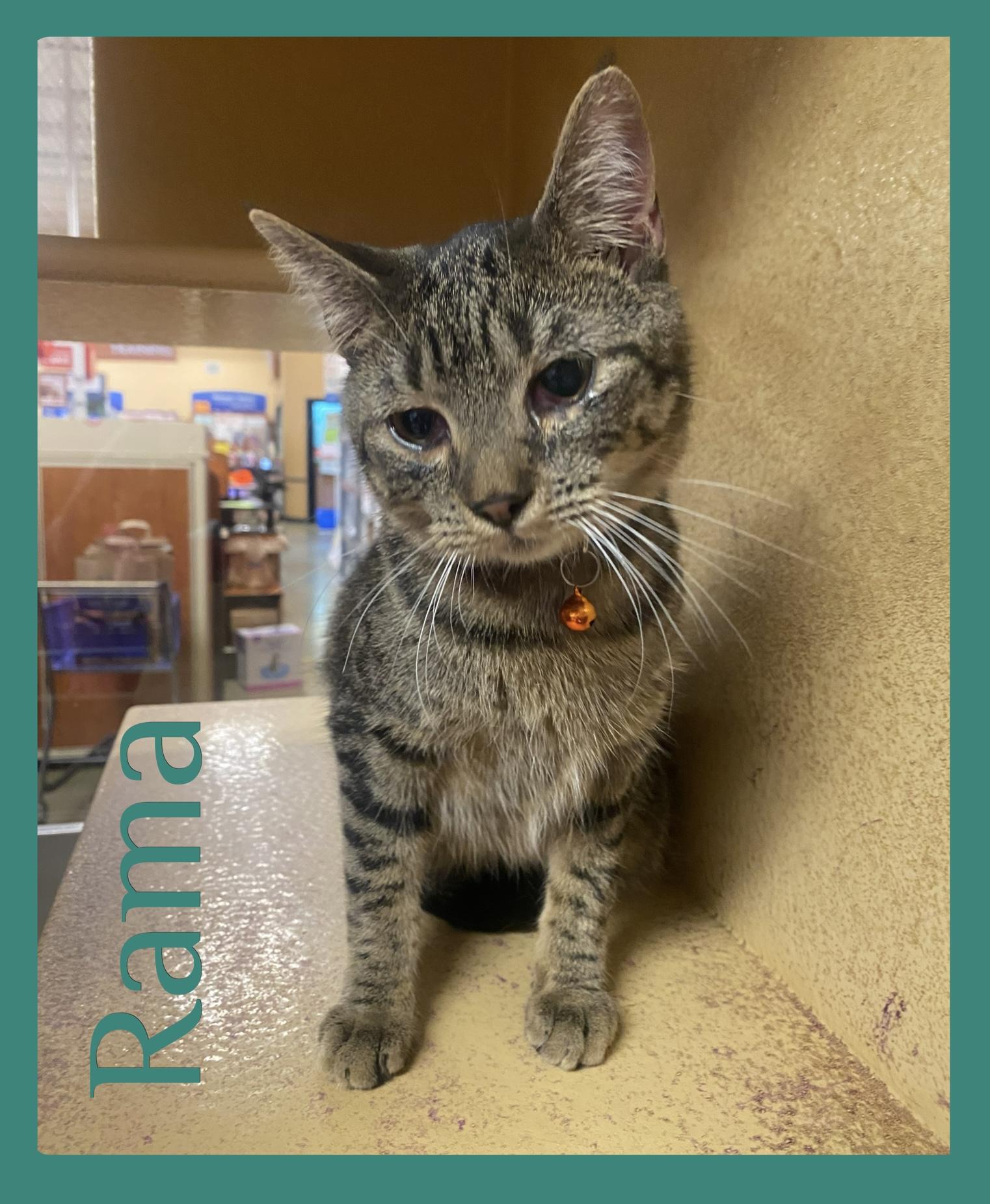 Enlarge RAMA, an adopted Tabby in Lawton, OK image 1/1