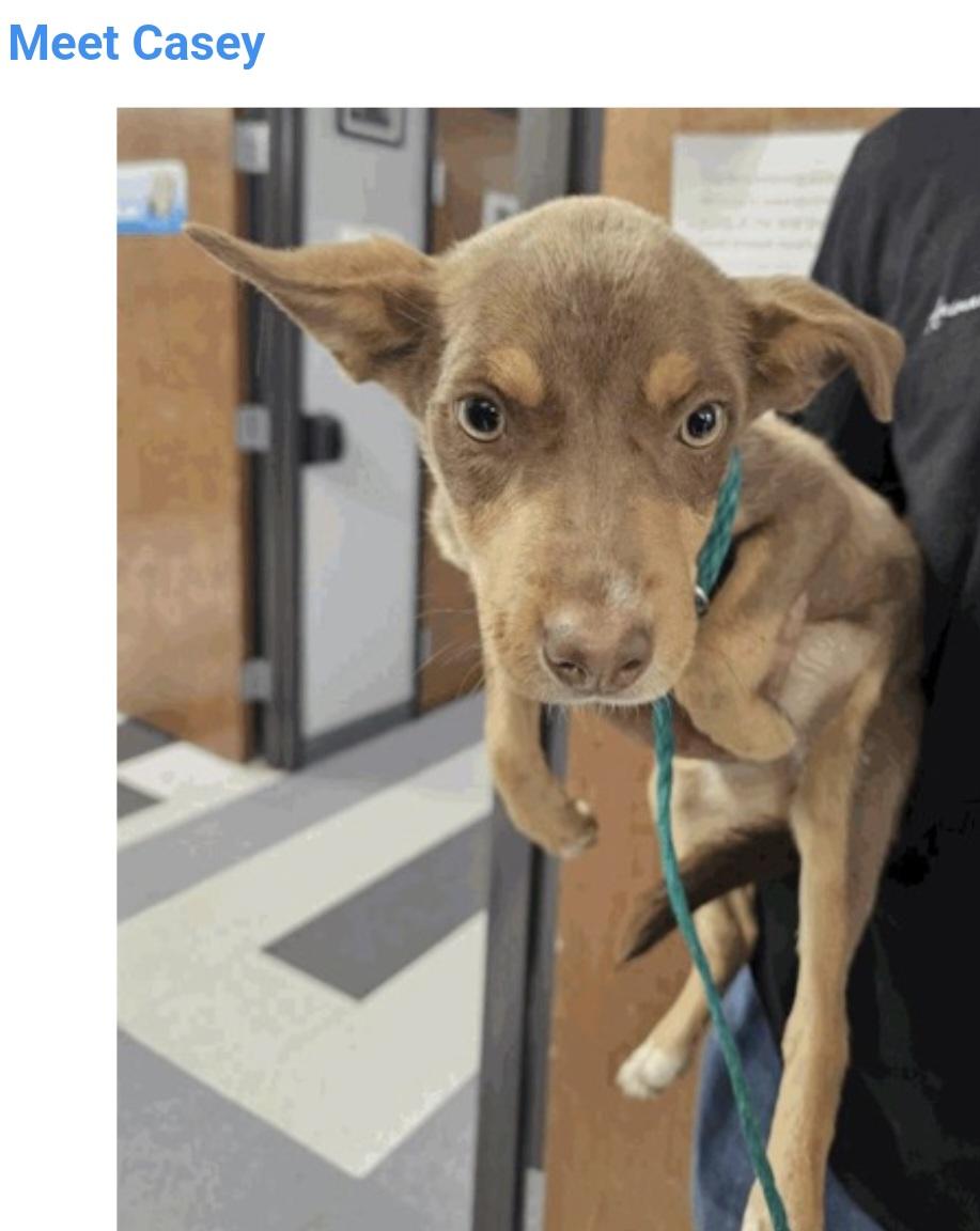 Casey, ADOPTABLE, Young Female Miniature Pinscher.