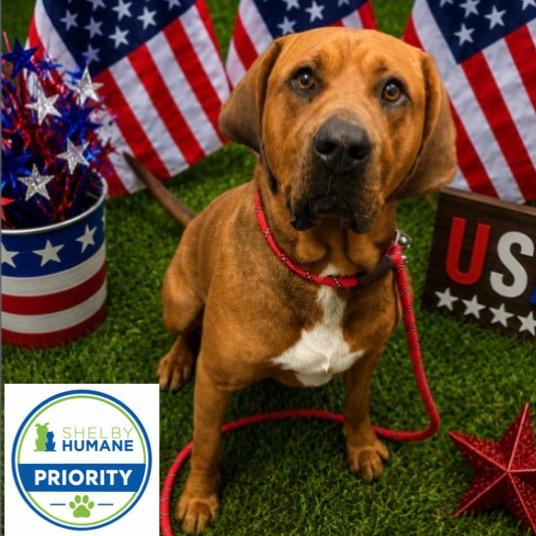 Big Red *Available in Foster Home*, a Adoptable Mixed Breed in Columbiana, AL image 1/4