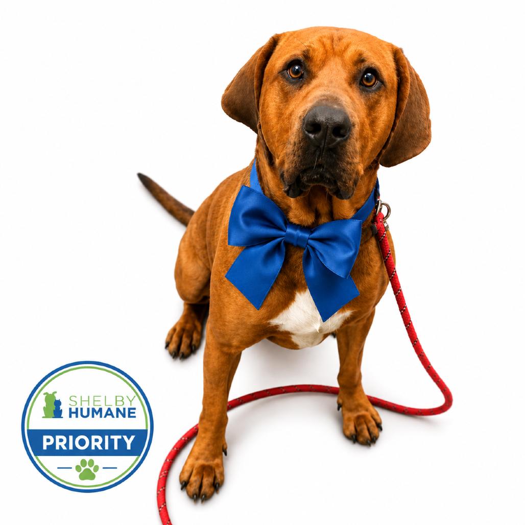 Big Red *Available in Foster Home*, a Adoptable Mixed Breed in Columbiana, AL image 2/4