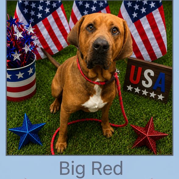 Big Red *Available in Foster Home*, a Adoptable Mixed Breed in Columbiana, AL image 3/4