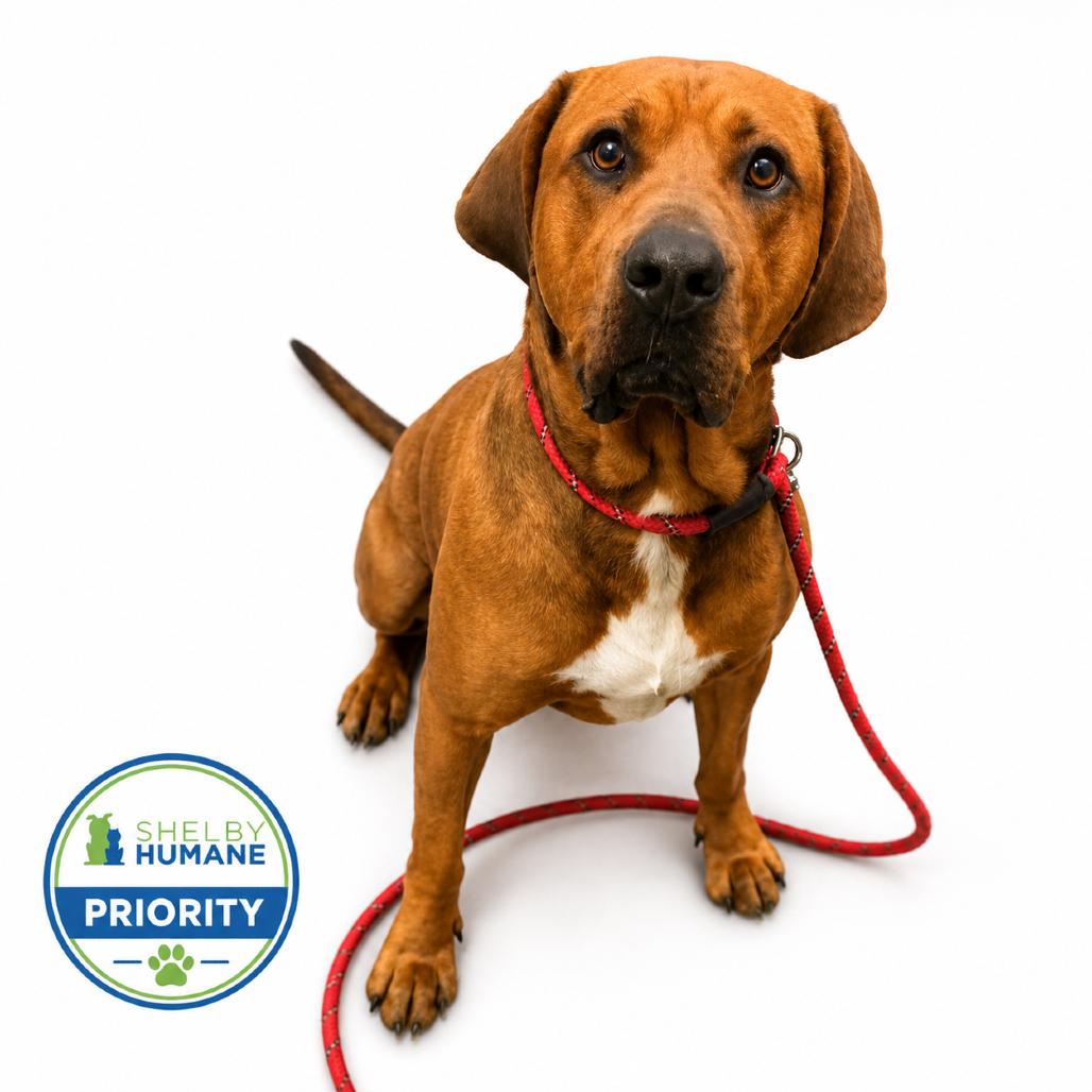 Big Red *Available in Foster Home*, a Adoptable Mixed Breed in Columbiana, AL image 4/4