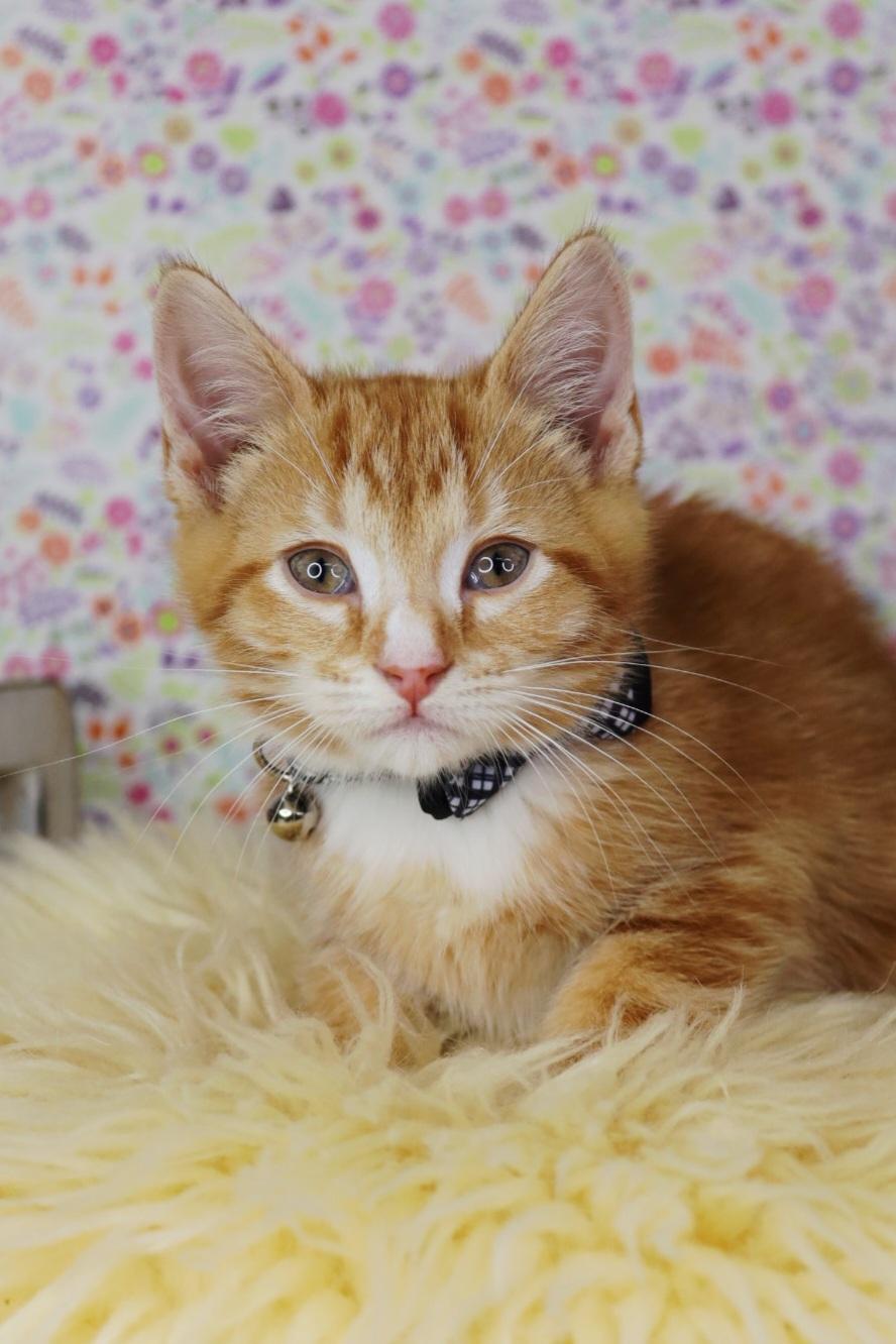 Tigger, Young Male Domestic Short Hair