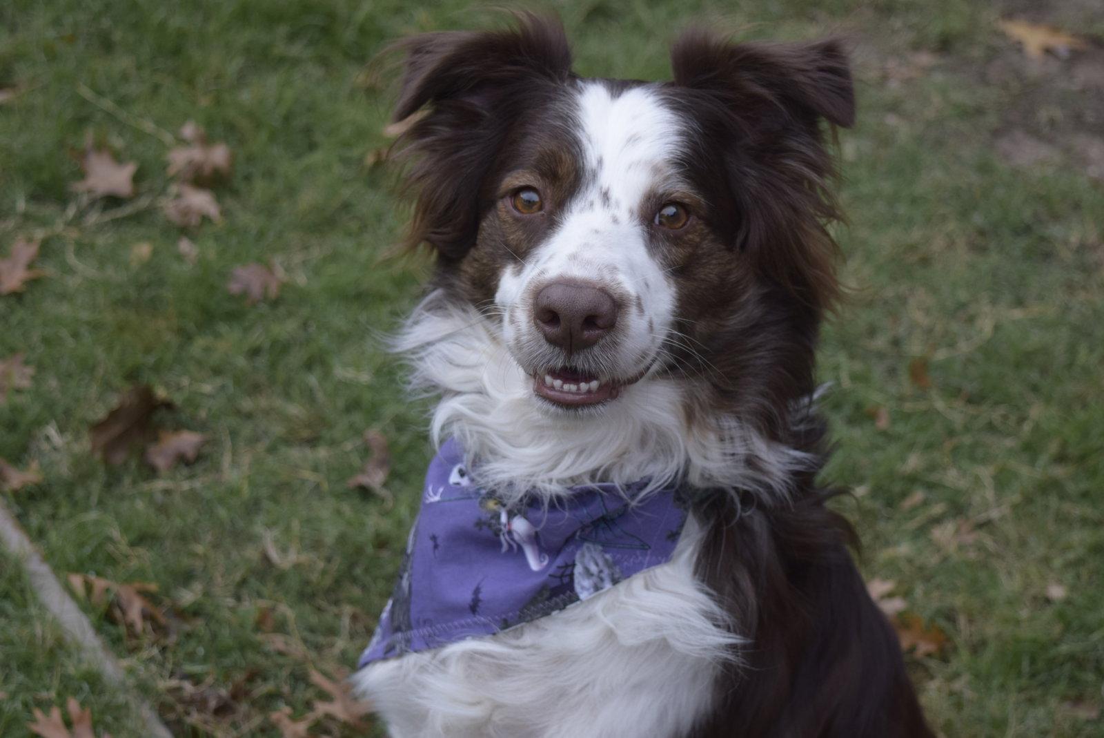 Link, Adopted, Young Female Australian Shepherd.