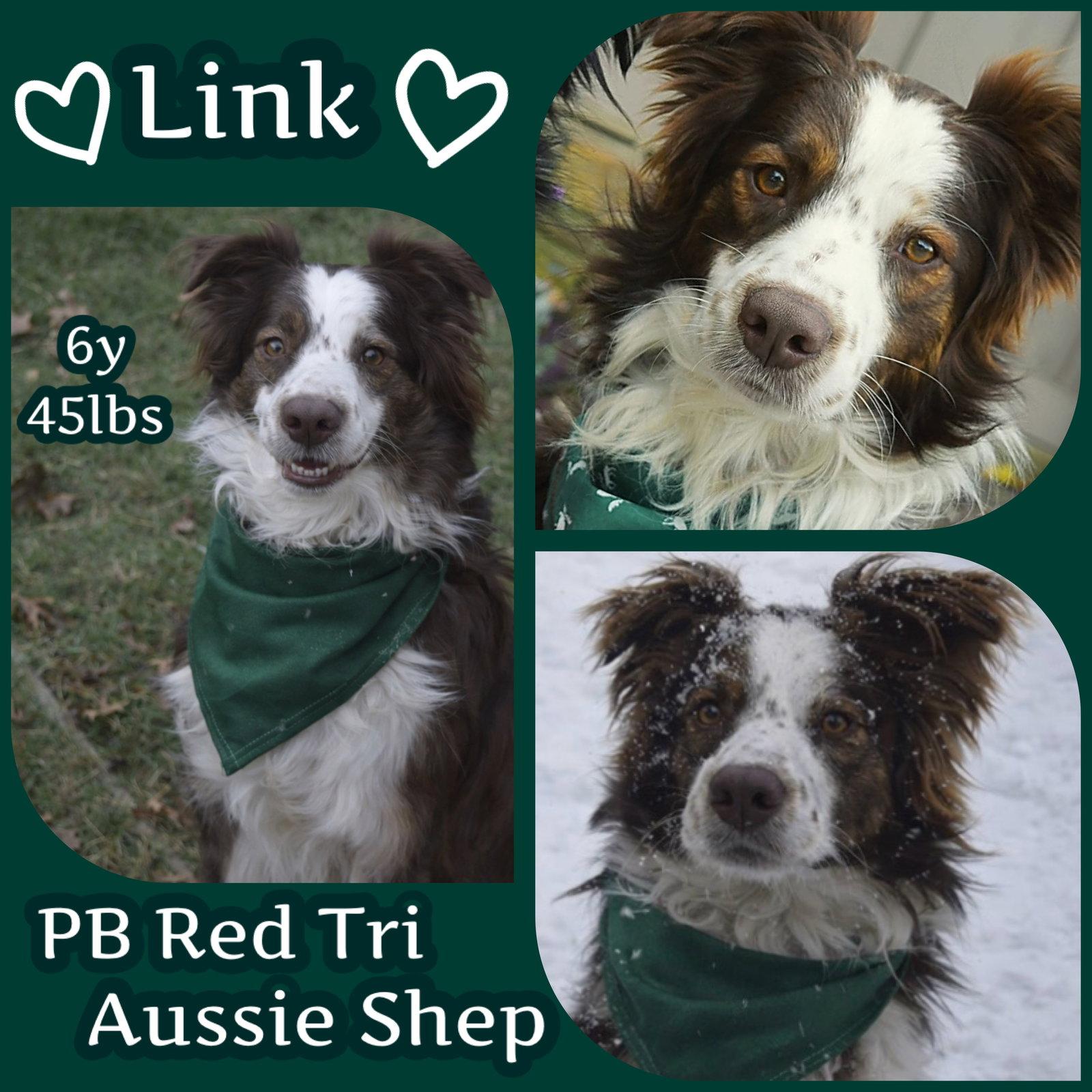 Enlarge Link, a Adopted Australian Shepherd in Dallas, TX image 2/3