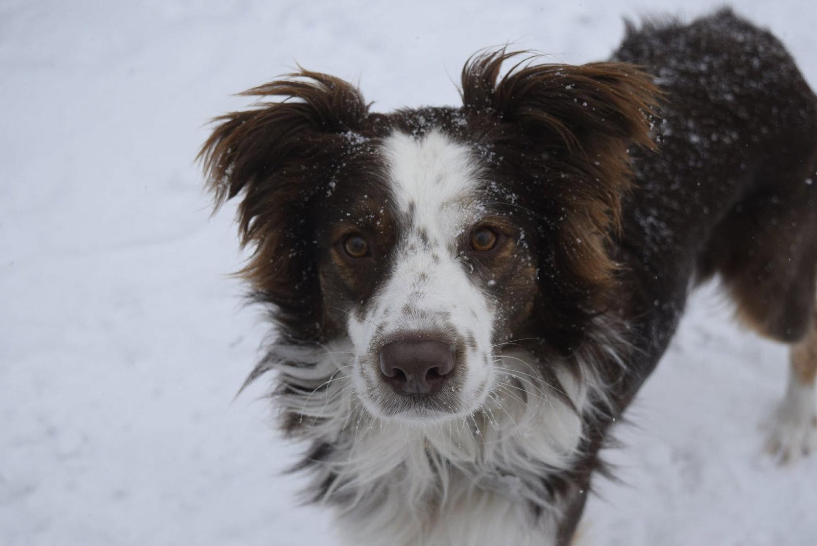 Enlarge Link, a Adopted Australian Shepherd in Dallas, TX image 3/3