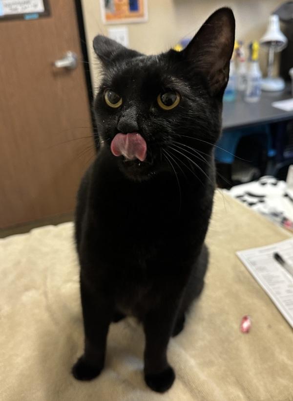 Beatrice, Adoptable, Senior Female Domestic Short Hair.