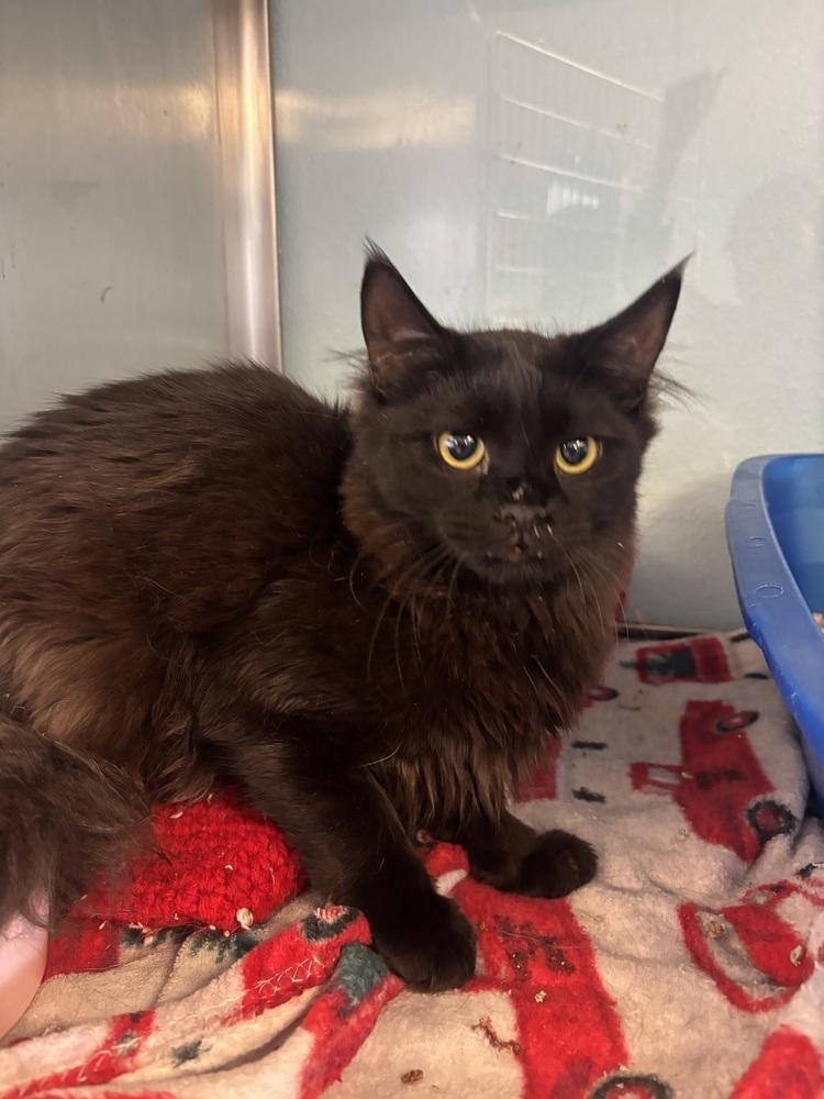 Obsidian, Adoptable, Young Female Domestic Long Hair.