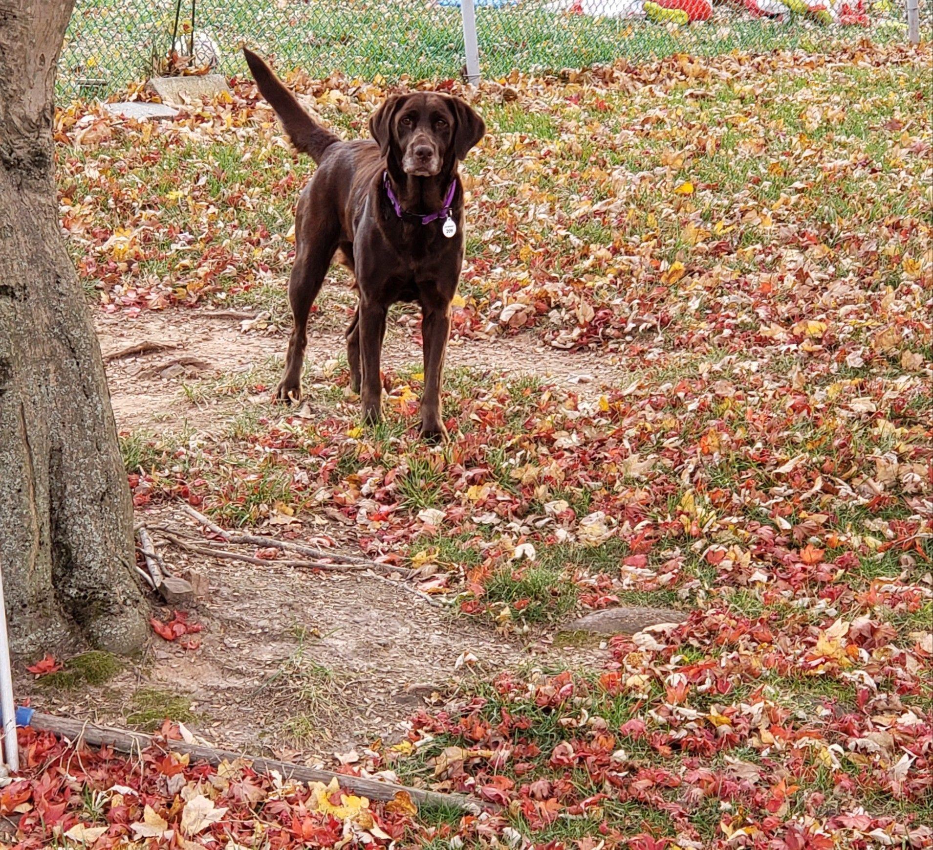 Enlarge Cocoa, a Adoptable Chocolate Labrador Retriever in Warrington, PA image 3/4