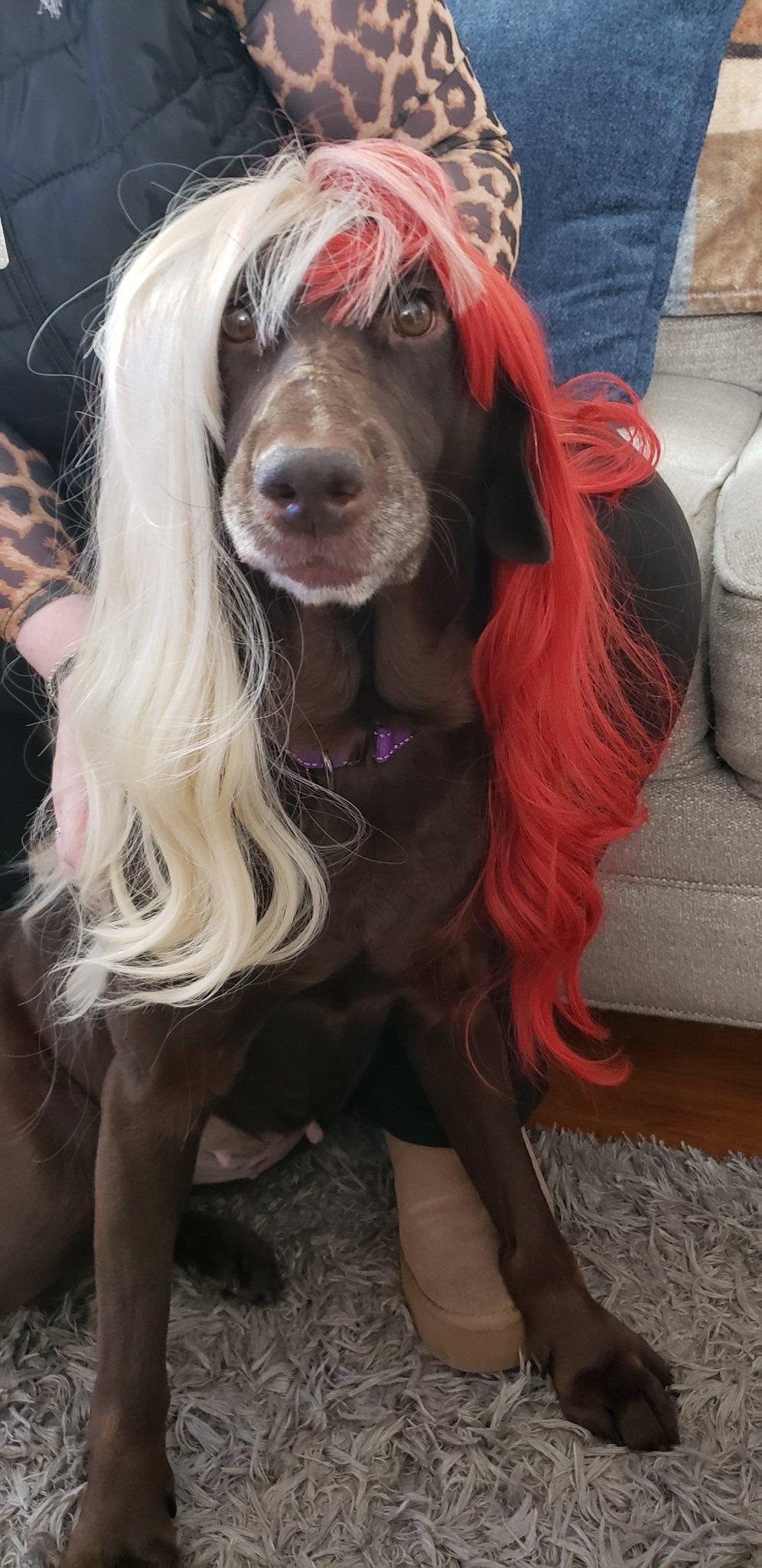 Enlarge Cocoa, a Adoptable Chocolate Labrador Retriever in Warrington, PA image 4/4