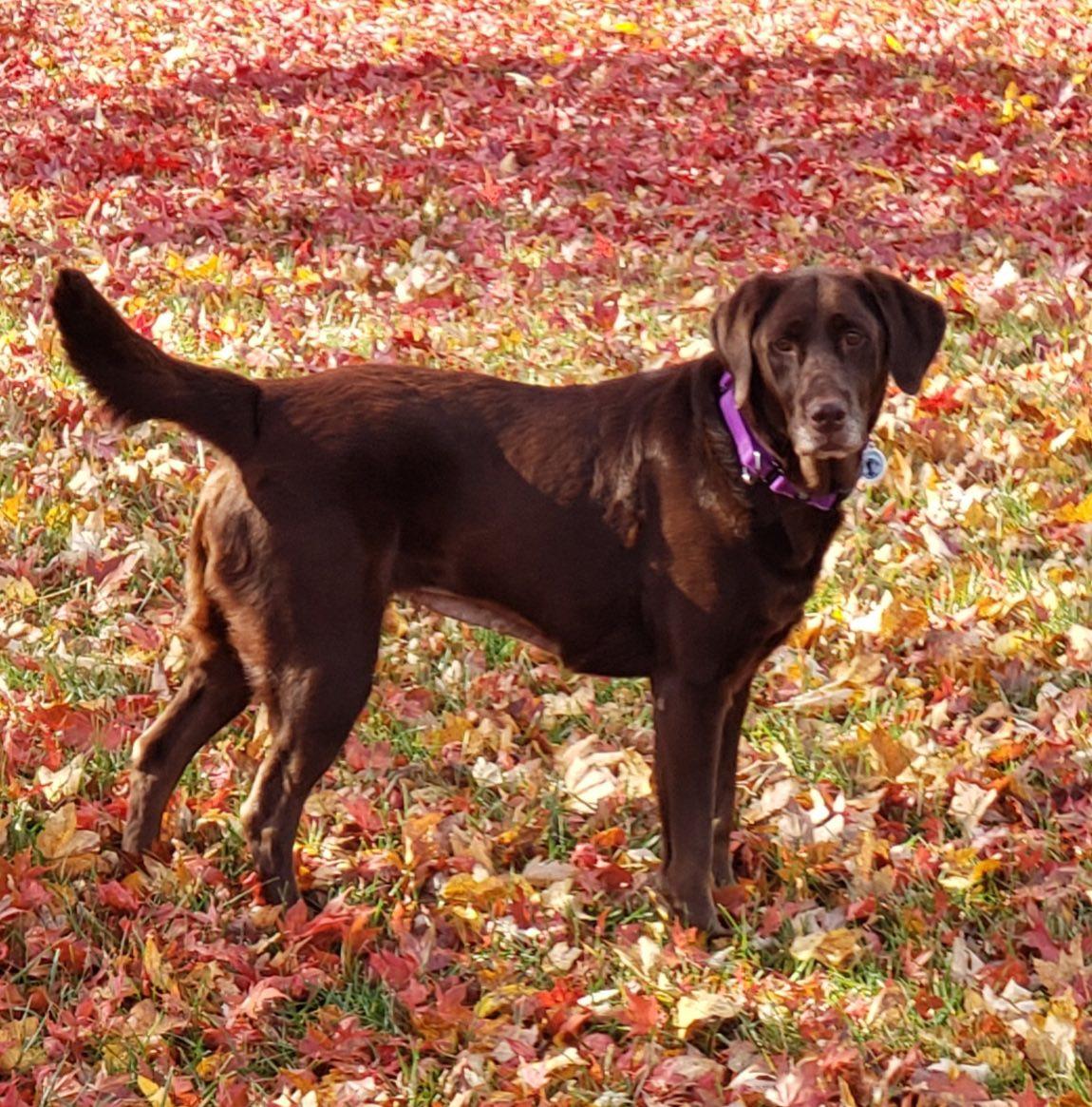 Enlarge Cocoa, a Adoptable Chocolate Labrador Retriever in Warrington, PA image 2/4