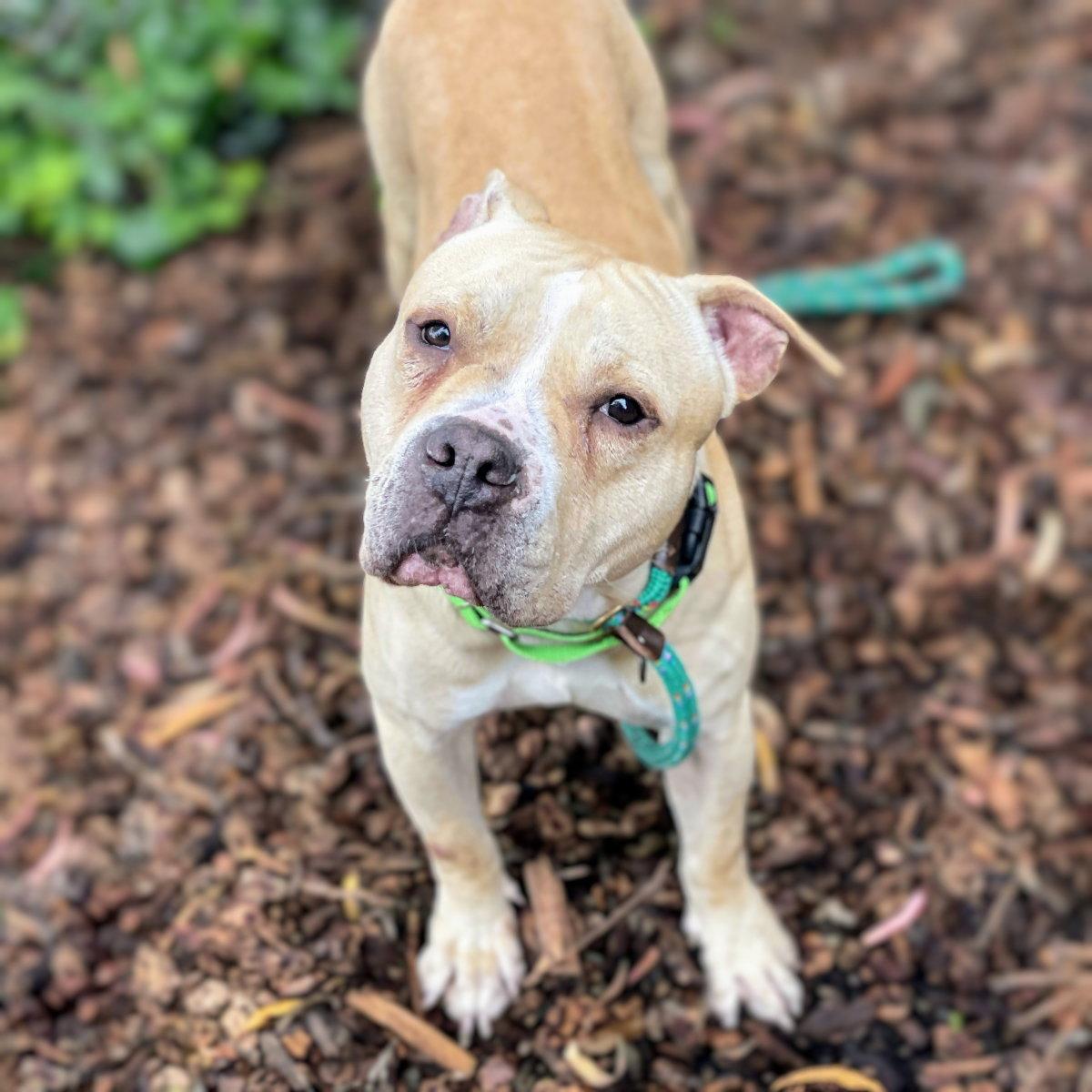 Duncan, a Adoptable Pit Bull Terrier in Oakland, CA image 1/3