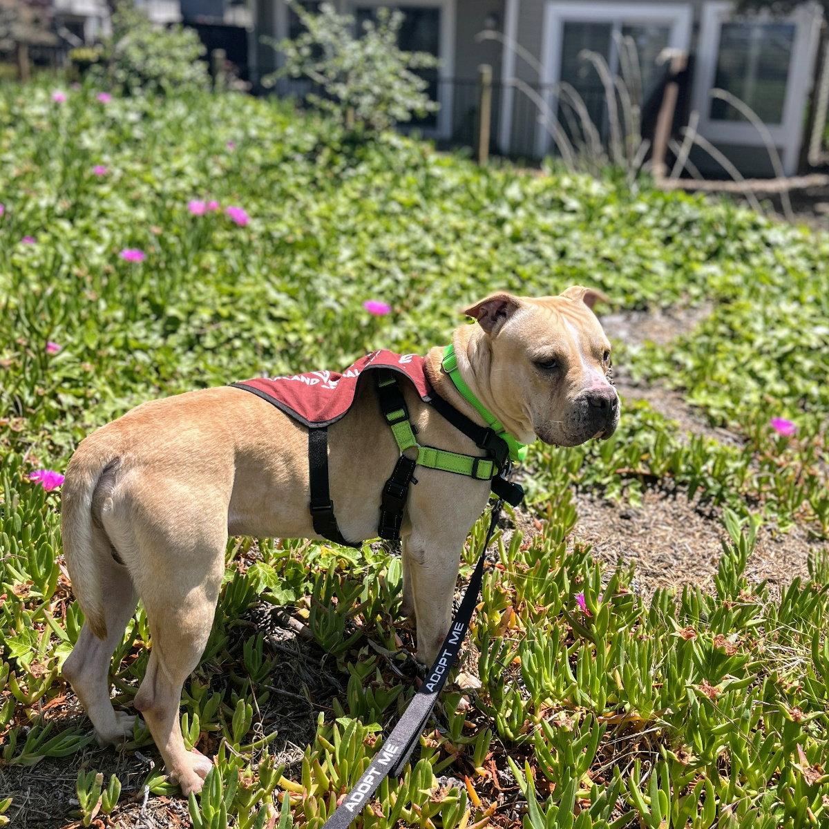 Duncan, a Adoptable Pit Bull Terrier in Oakland, CA image 2/3