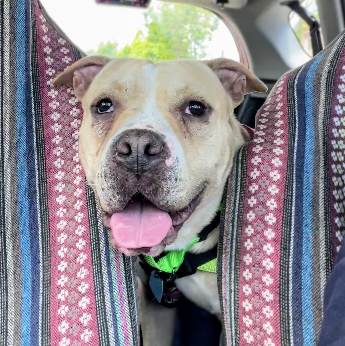 Duncan, a Adoptable Pit Bull Terrier in Oakland, CA image 3/3