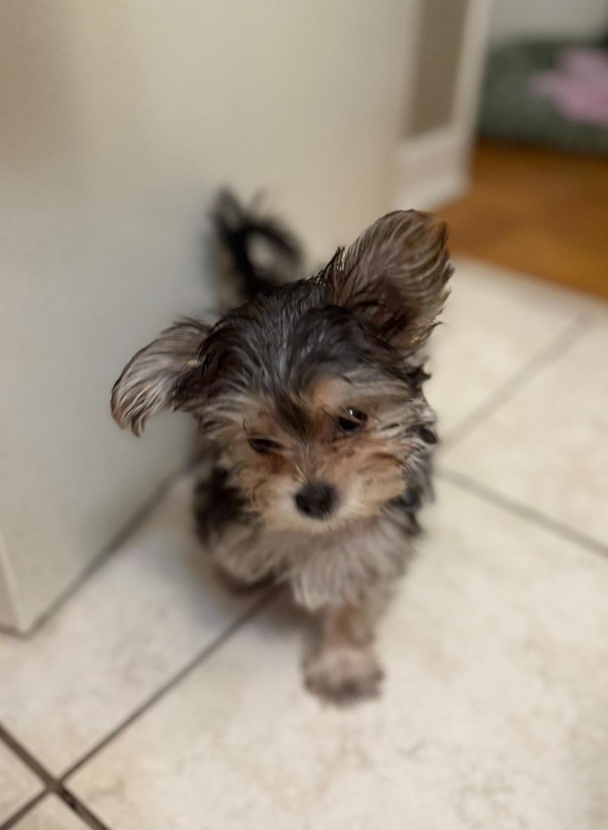Enlarge Cammie, an adopted Yorkshire Terrier in Toronto, ON image 4/6