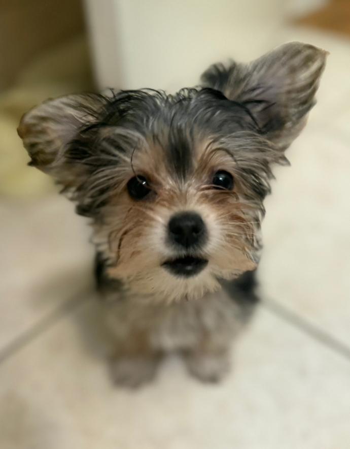 Enlarge Cammie, an adopted Yorkshire Terrier in Toronto, ON image 2/6