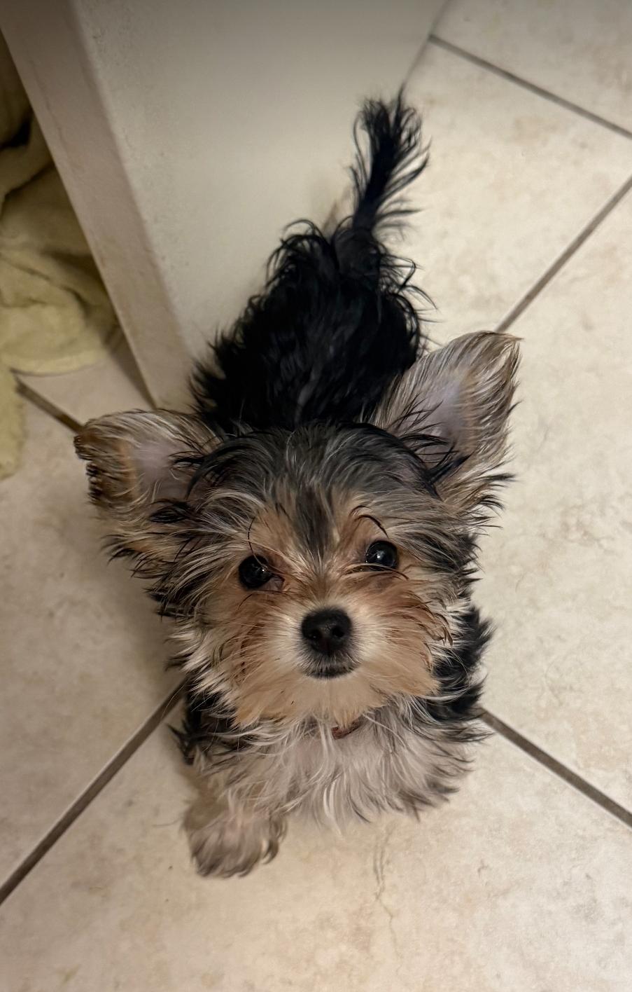 Enlarge Cammie, an adopted Yorkshire Terrier in Toronto, ON image 1/6