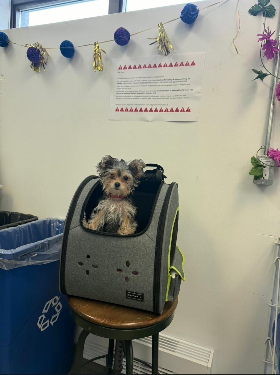 Enlarge Cammie, an adopted Yorkshire Terrier in Toronto, ON image 5/6