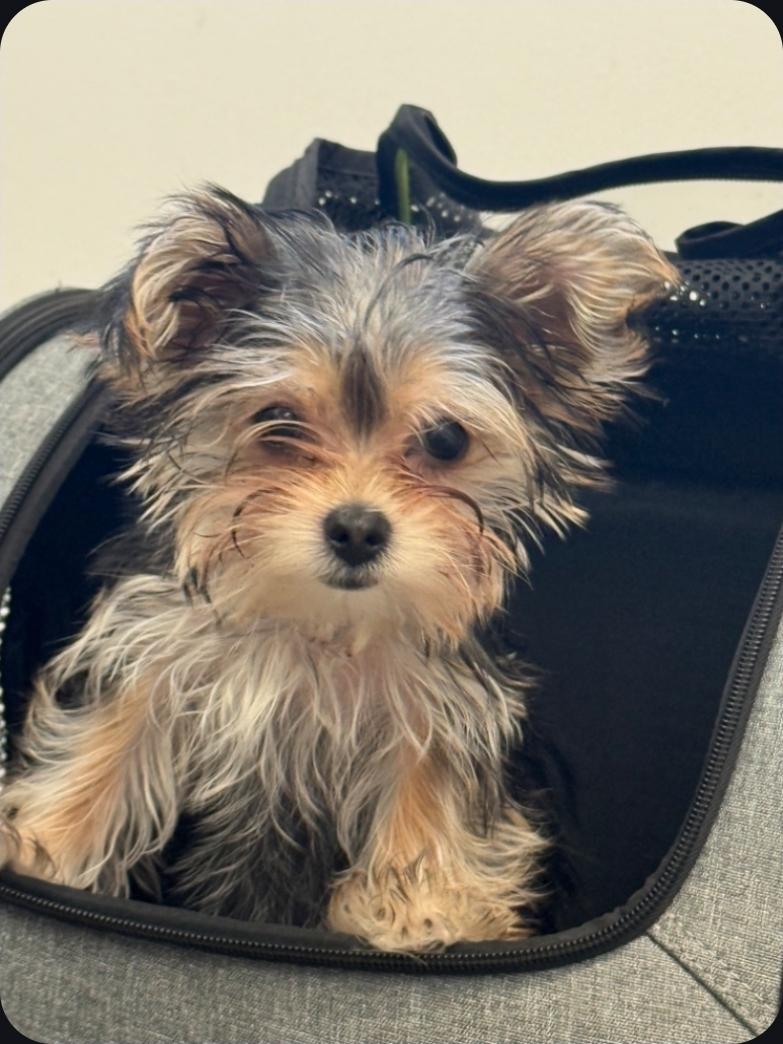 Enlarge Cammie, an adopted Yorkshire Terrier in Toronto, ON image 6/6