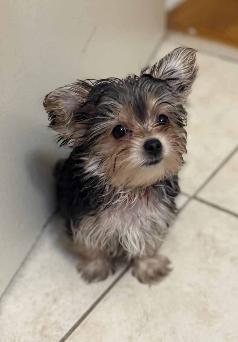 Enlarge Cammie, an adopted Yorkshire Terrier in Toronto, ON image 3/6