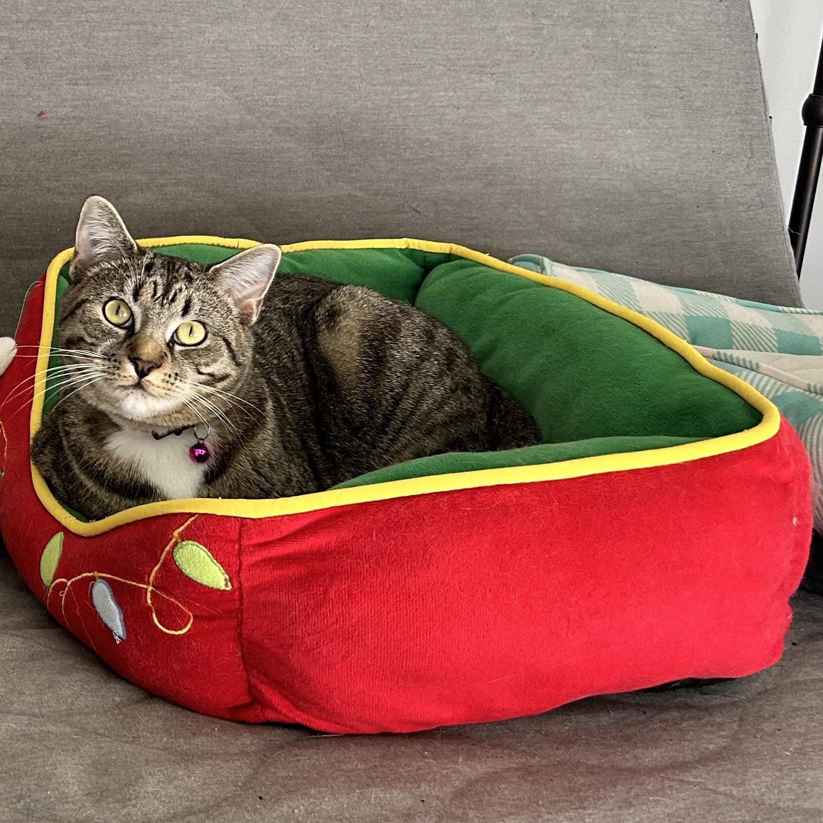 Lilo, Adoptable, Kitten Female Domestic Short Hair.