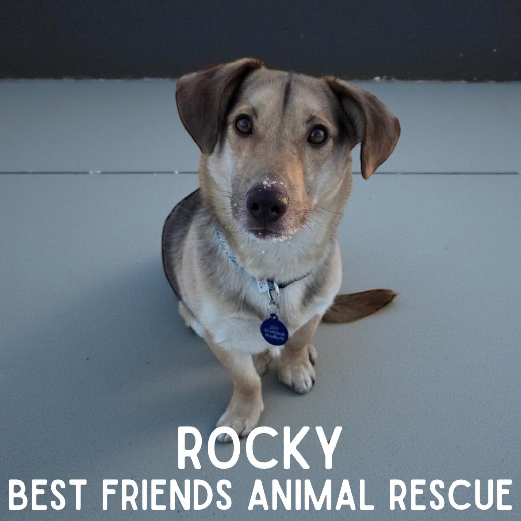 Enlarge Rocky, a Adoptable mixed breed in Wasilla, AK image 1/1